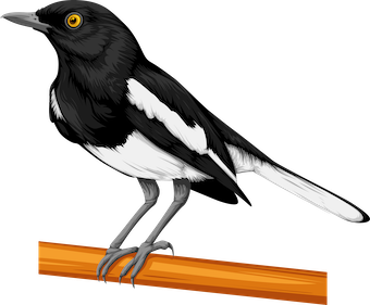 Magpie Magpie