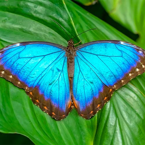 butterfly butterfly