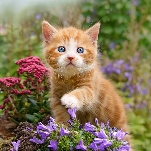 cat cat