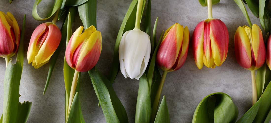 flowers flowers