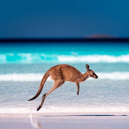 kangaroo