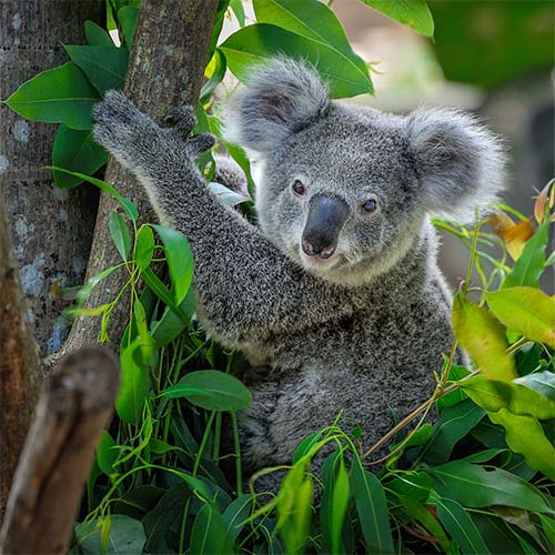 koala