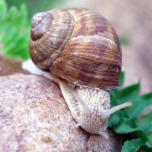 snail