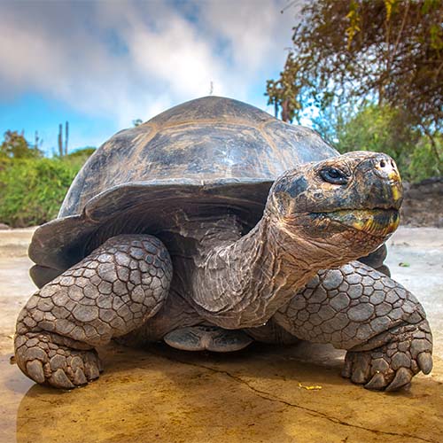 tortoise