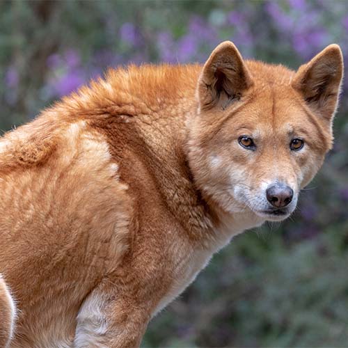 Dingo