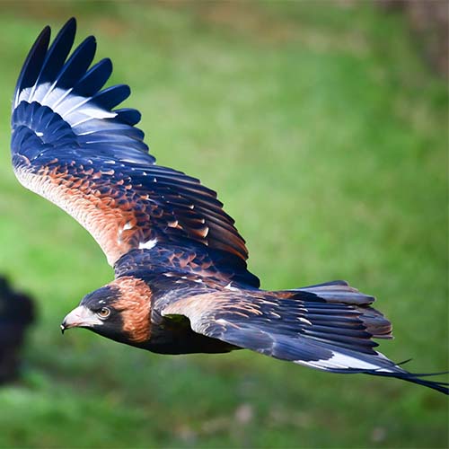Eagle