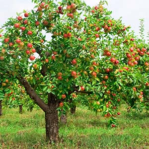 Apple tree Apple tree