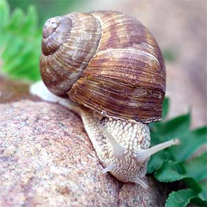 Snail Snail