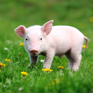 pig pig