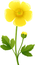 Buttercup Buttercup