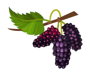 Mulberry Mulberry