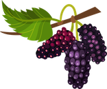 Mulberry Mulberry