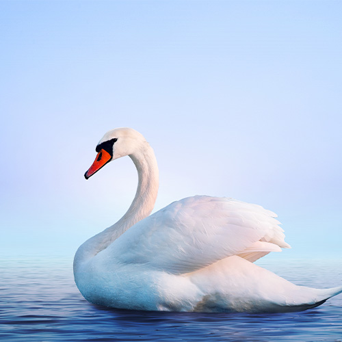 Swan Swan