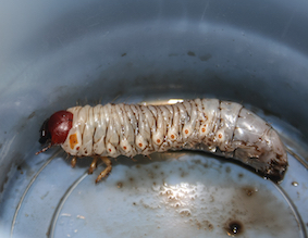 A,Close-up,Photograph,Of,A,Witchetty,Grub,,Also,Spelled,Witchety A close-up photograph of a Witchetty Grub, also spelled Witchety or Witjubi. This photo was taken in Brisbane, Australia.