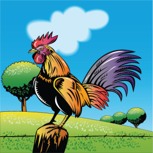 Chicken Chicken