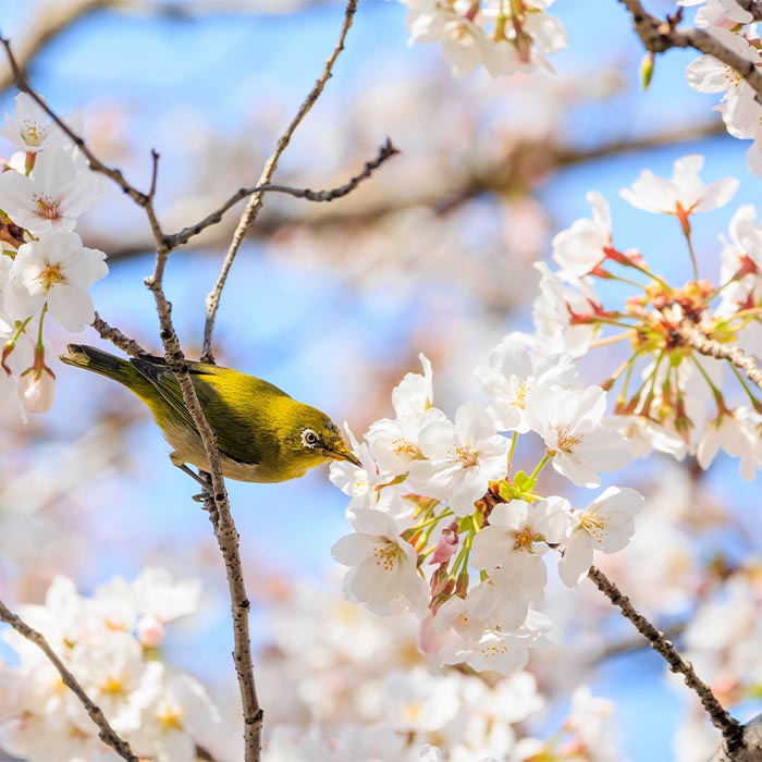 Spring - bird with flower Spring - bird with flower