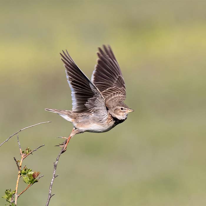 lark lark