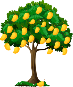 Mango tree Mango tree
